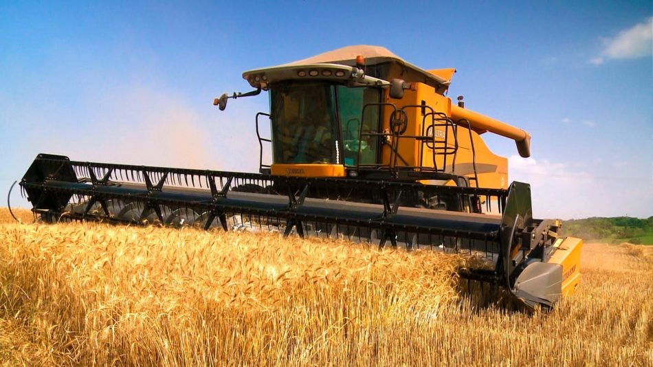 La cosecha de trigo en la región núcleo está dejando resultados decepcionantes, con una producción estimada de solo 2,44 Mt de los 3,8 Mt proyectados inicialmente