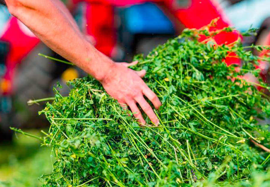 La BCCBA presentó un dato inédito: ¿cuánta superficie se destina al cultivo de alfalfa?