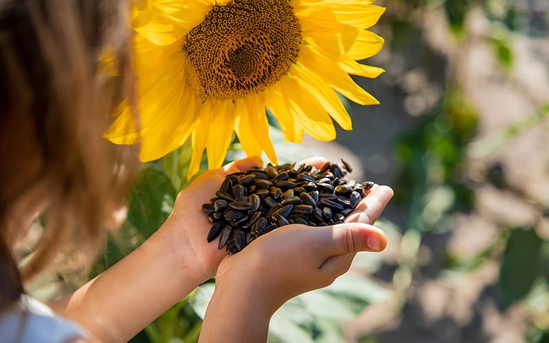 BCR: Pese a la sequía, el girasol permanece de pie