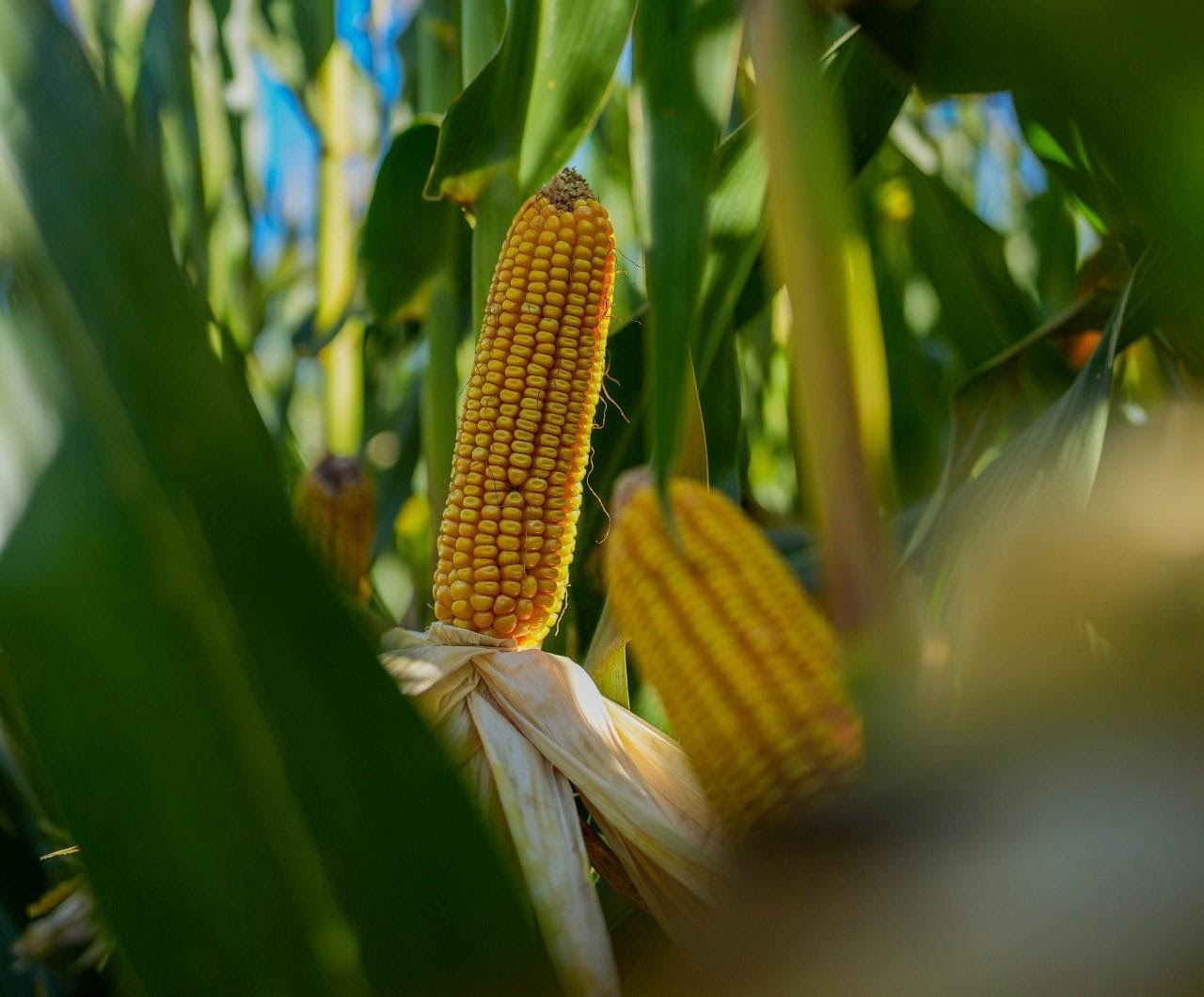KWS: Un equipo tardío, con una agronomía a tiempo