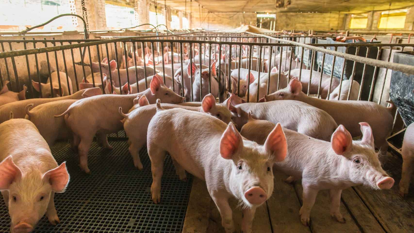 Fundación Mediterránea: La rentabilidad de la producción porcina cayó a su peor nivel en cuatro años
