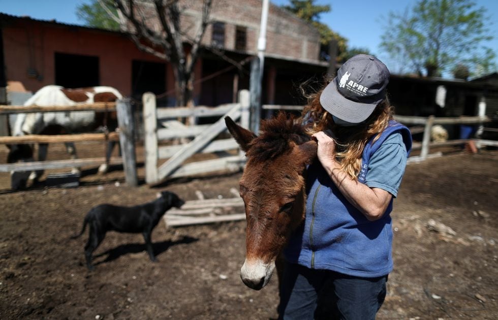 Encefalomielitis equina: Senasa declaró la emergencia sanitaria nacional
