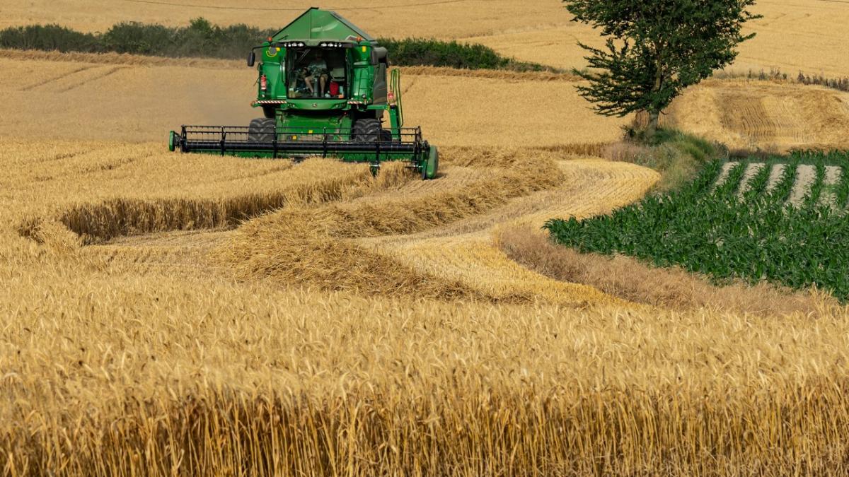 BCR: Se espera un 10% más de trigo que hace un mes atrás en la región núcleo