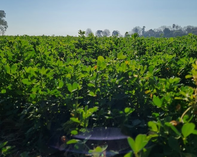 Córdoba se constituye como la provincia con mayor superficie destinada al cultivo de alfalfa en la zona de estudio BCCBA