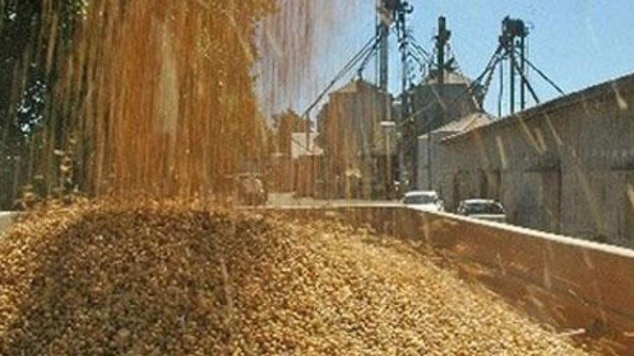 El precio de la soja cayó más de 10% pese a que en Chicago se mantuvo estable