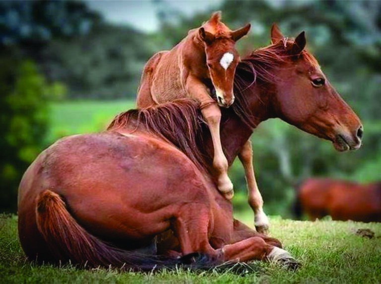 Más de 300 los casos de encefalomielitis equina y el Senasa busca ampliar la oferta de vacunas