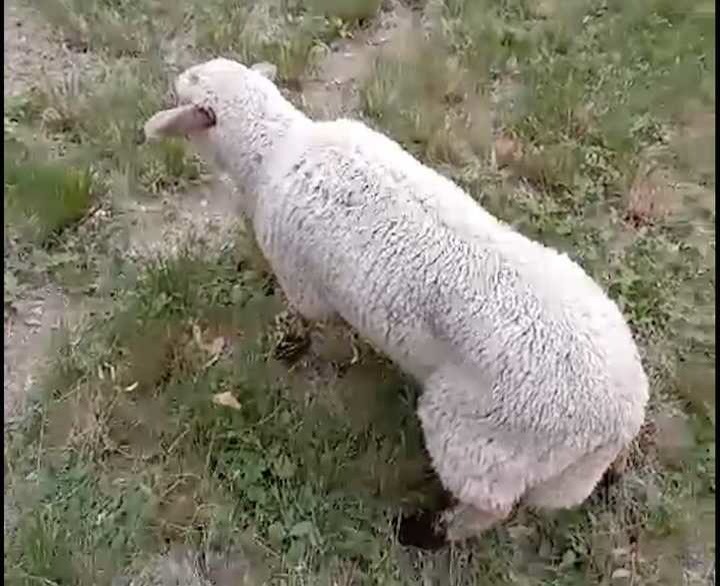 Encefalomielitis equina: se contagió una oveja en Baradero