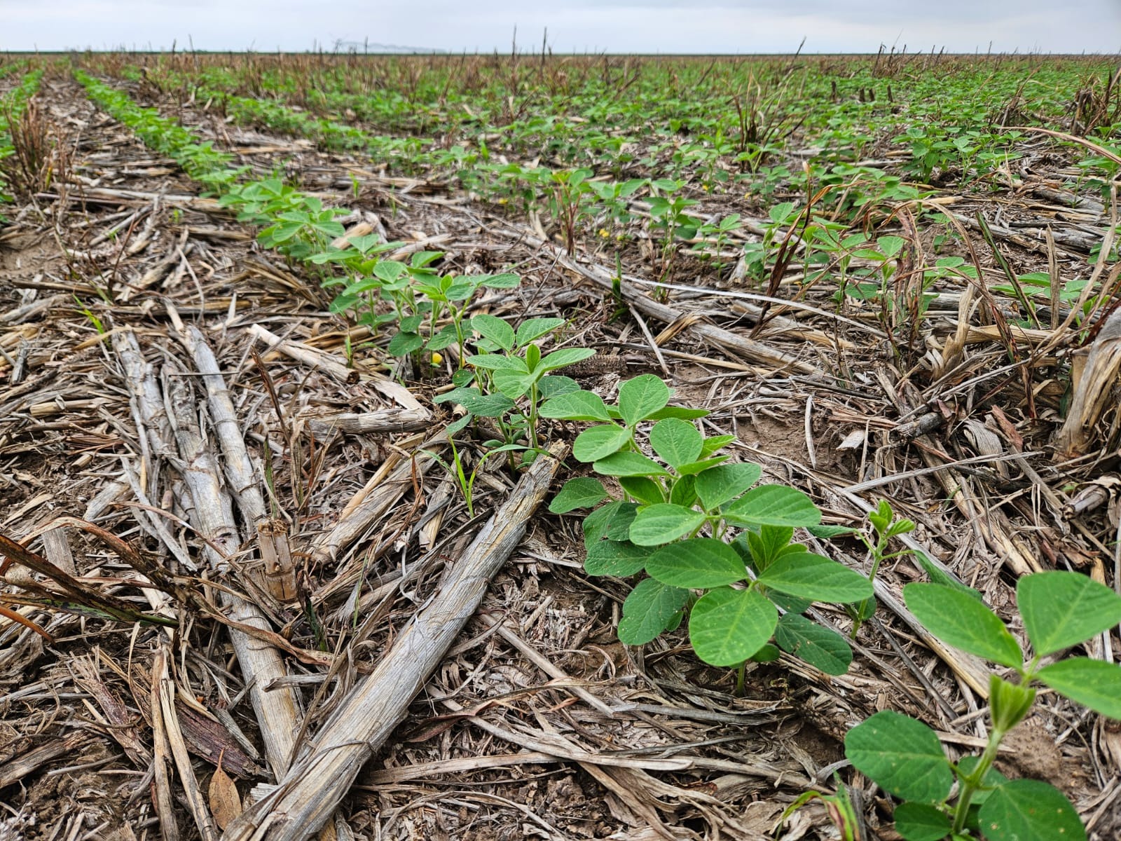 Córdoba: Finaliza la siembra de girasol y maní 2023/24
