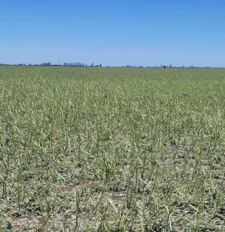 La tormenta de Navidad dejó 50.000 hectáreas "muy afectadas", dice la Bolsa de Rosario