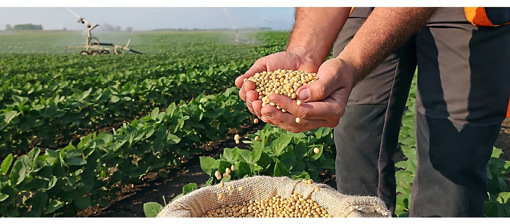 Proyectan una cosecha de soja de 52 M de toneladas