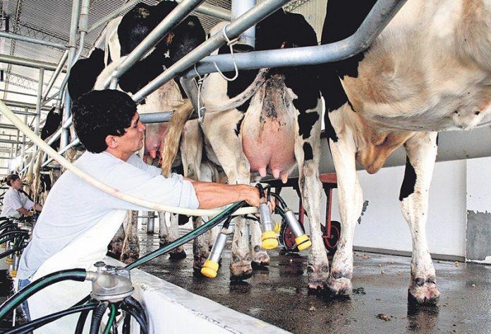 La producción nacional de leche cayó 2% en 2023