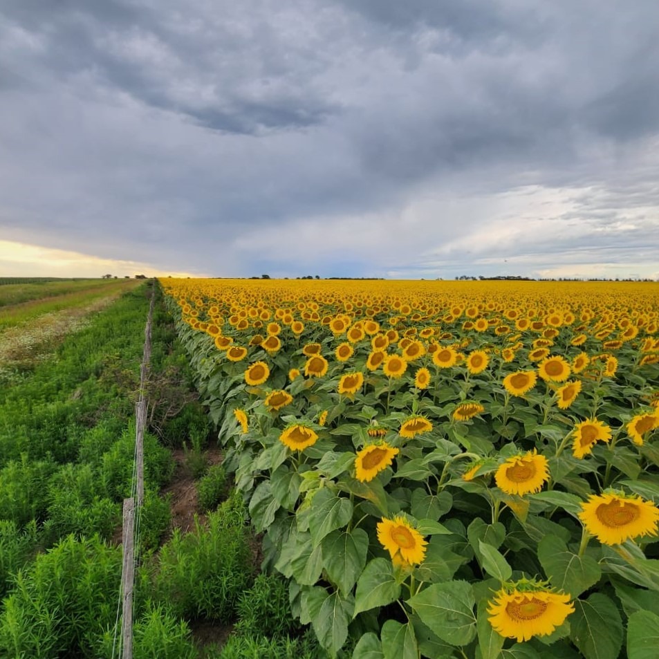 La cosecha de girasol en Córdoba será un 15% superior a la campaña anterior