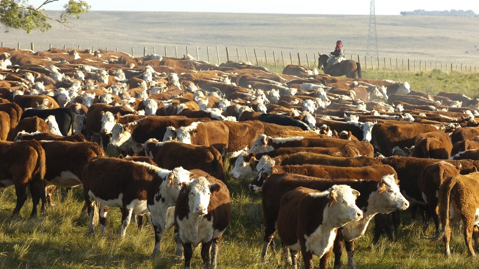 Rosgan anticipa que el desafío 2024 es producir animales más pesados