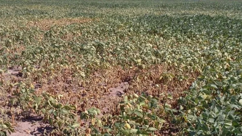 La Bolsa de Comercio de Rosario advierte por las pérdidas de rinde en soja en la región núcleo debido a las altas temperaturas