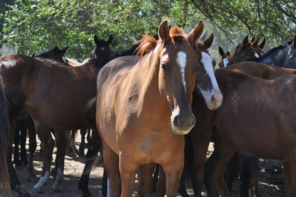 Se confirmó el primer fallecimiento por encefalitis equina del oeste en Córdoba