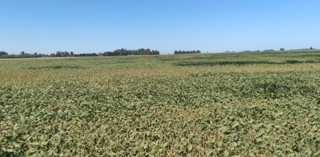 Zona núcleo: la ola de calor se cobró al menos 100.000 hectáreas de soja