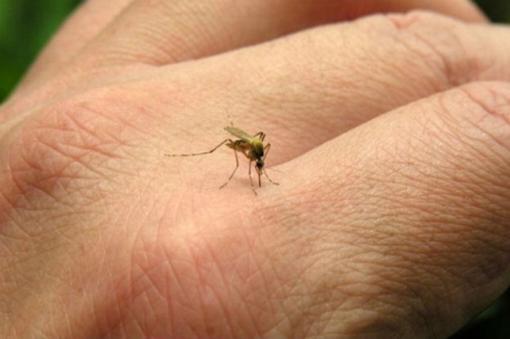 Dengue: 133 nuevos casos en la última semana
