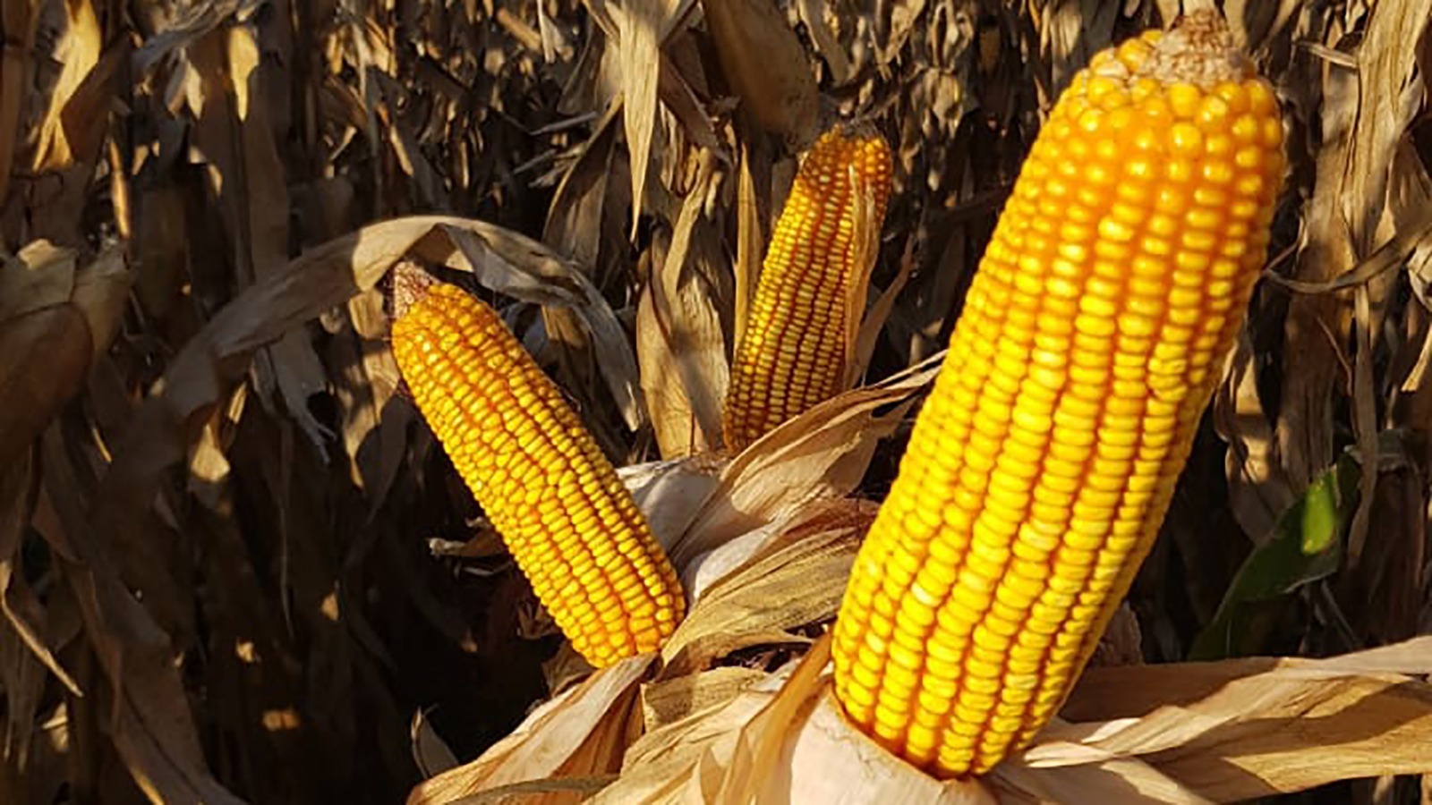AFA Sembrando el futuro de la agricultura con híbridos innovadores