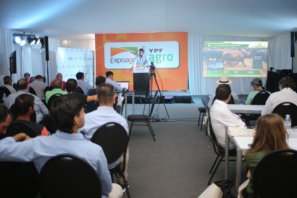 Remates en Expoagro: Buena oferta y precios nivelados