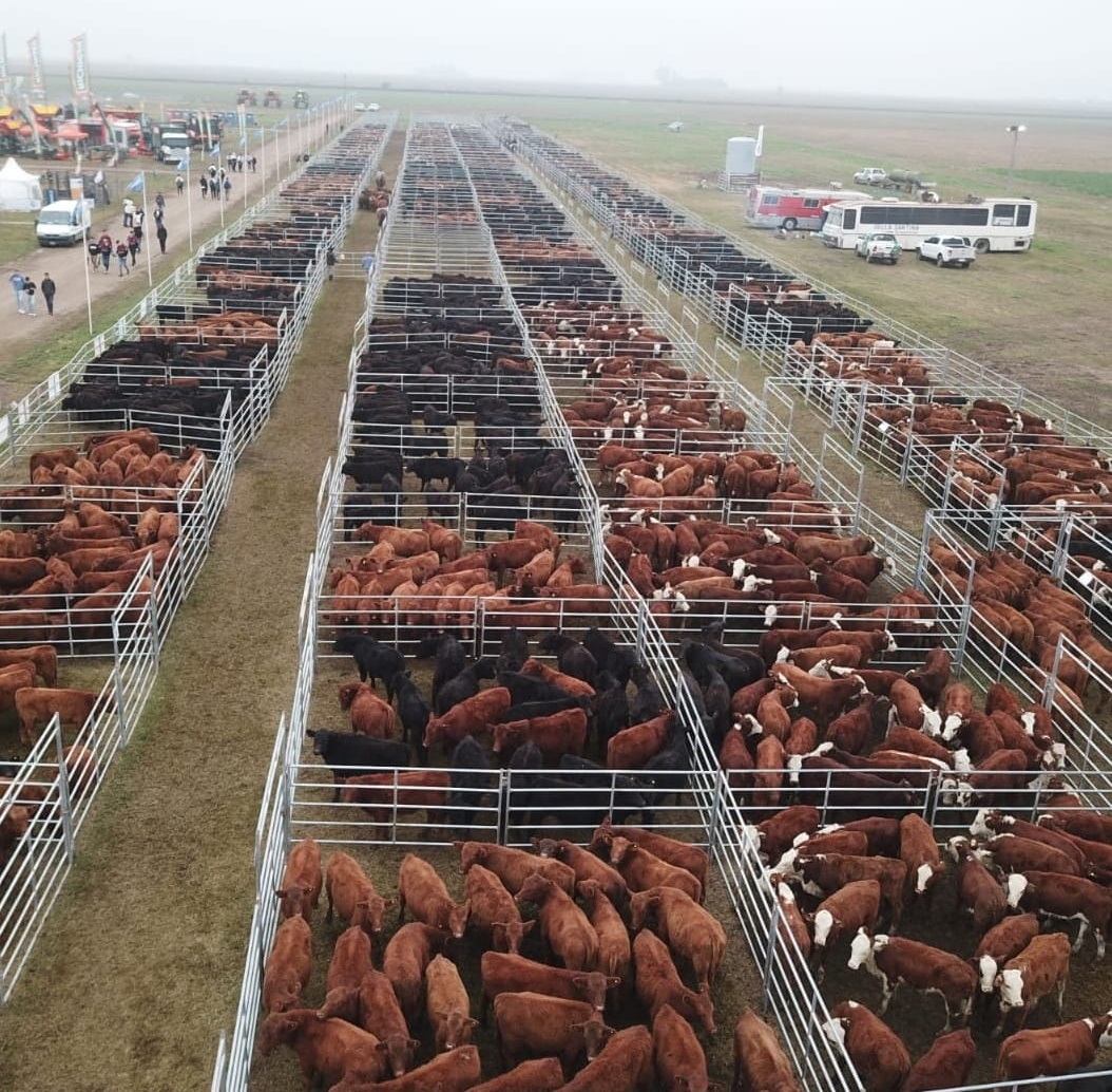 ¡Saltó la banca! 188 millones invertidos en Agroactiva Ganadera