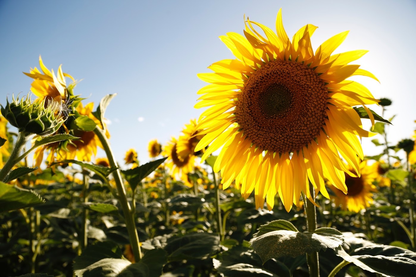 El girasol busca su Norte en Tucumán