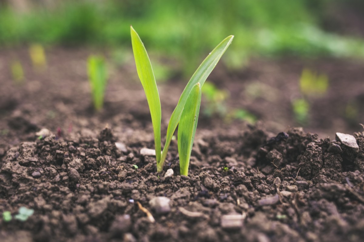 El futuro de la agricultura con foco en la mezcla inteligente de nutrientes y bioestimulación