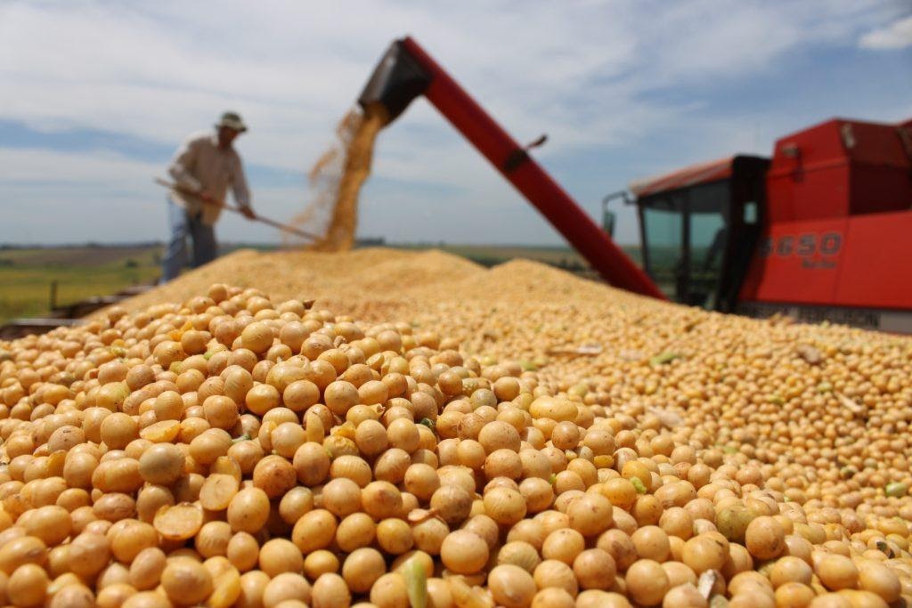 Una buena noticia de la mano del clima: perspectivas favorables de cosecha y control de la chicharrita