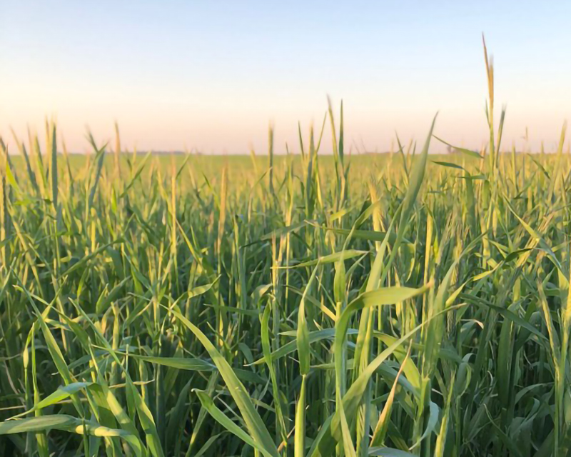 Córdoba: trigo y garbanzo entran en período crítico