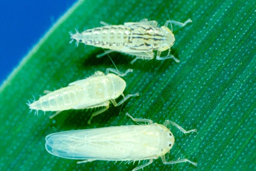 Chicharrita: nuevo recorte de 3M de toneladas en las estimaciones de producción de maíz