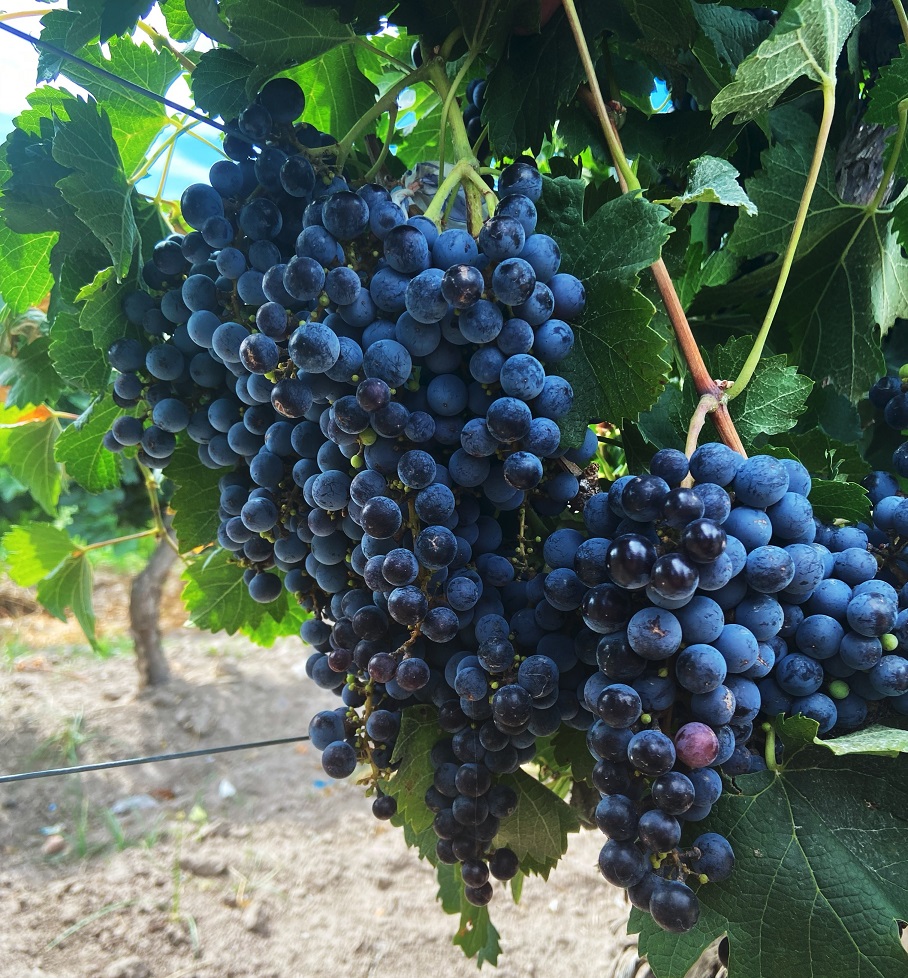Vitivinicultura: Ensayos muestran ganancias de 1600 kilos de uvas por hectárea con fertilización foliar