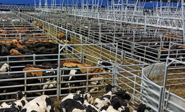 "Luego del fogonazo de precios ocurrido en diciembre, la licuadora llegó a la ganadería", señala Zorraquín Meneses