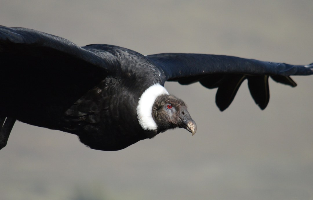 Fauna autóctona: actualizaron el listado de especies amenazadas