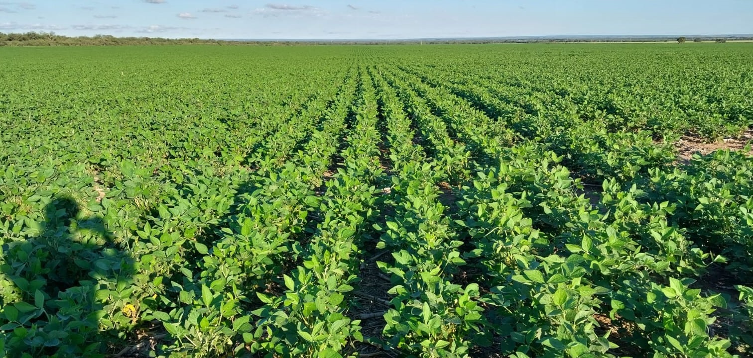 Arrendamientos agrícolas en Córdoba para la campaña 2024/25: medio quintal por encima de la campaña anterior