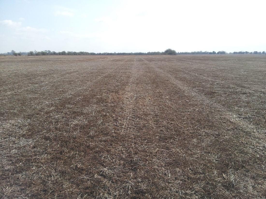 Un buen tratamiento de malezas contribuye a la rentabilidad agrícola