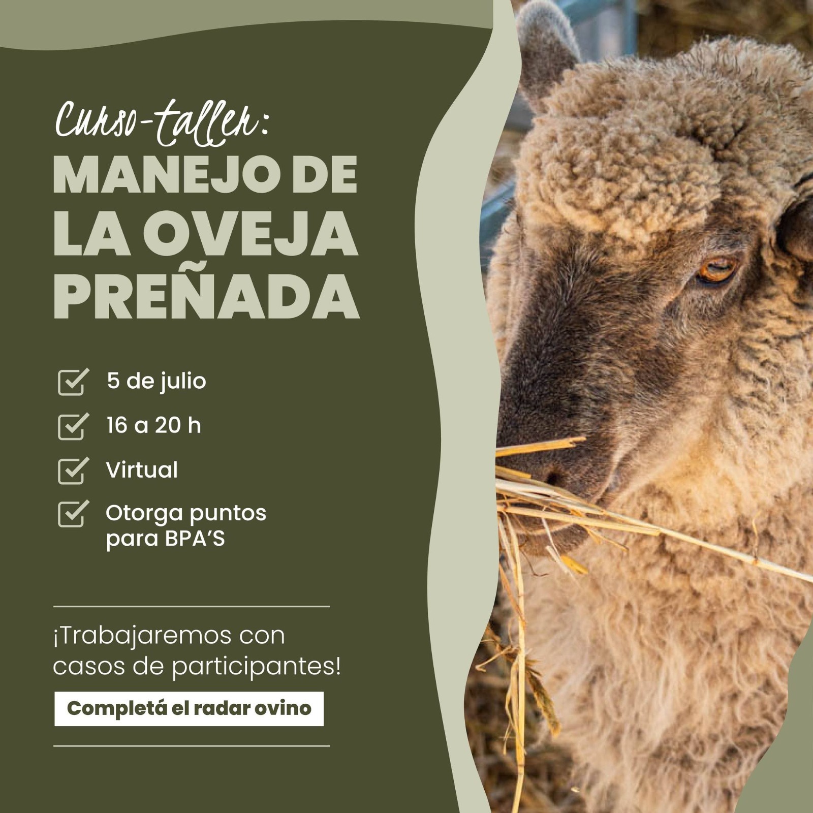 Curso taller de la oveja preñada en la UNC este viernes 5 de julio