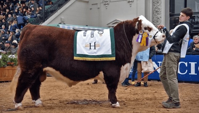 El martes a las 8 horas ingresa el primer animal de la Exposición Rural de Palermo 2024