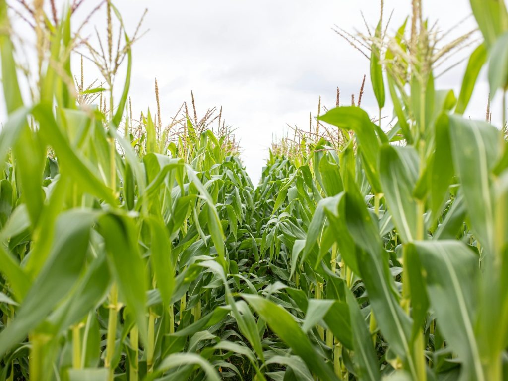 AgTech en la Expo Rural: cuáles son las lecciones de Brasil y Uruguay para Argentina