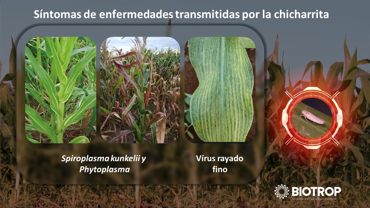 BIOTROP Argentina anuncia la aprobación de BIOKATO: Innovación en bioinsecticidas para el Control de la Chicharrita de Maíz