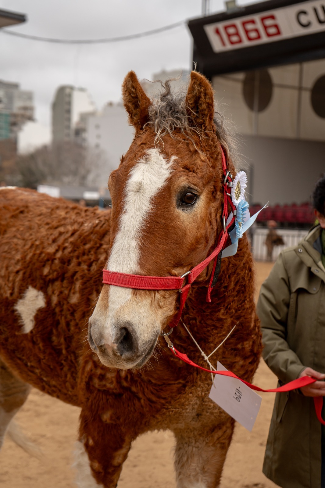 Curly Horse, los caballos con rulo que estuvieron al borde de la extinción y hoy sólo quedan 40 en Argentina