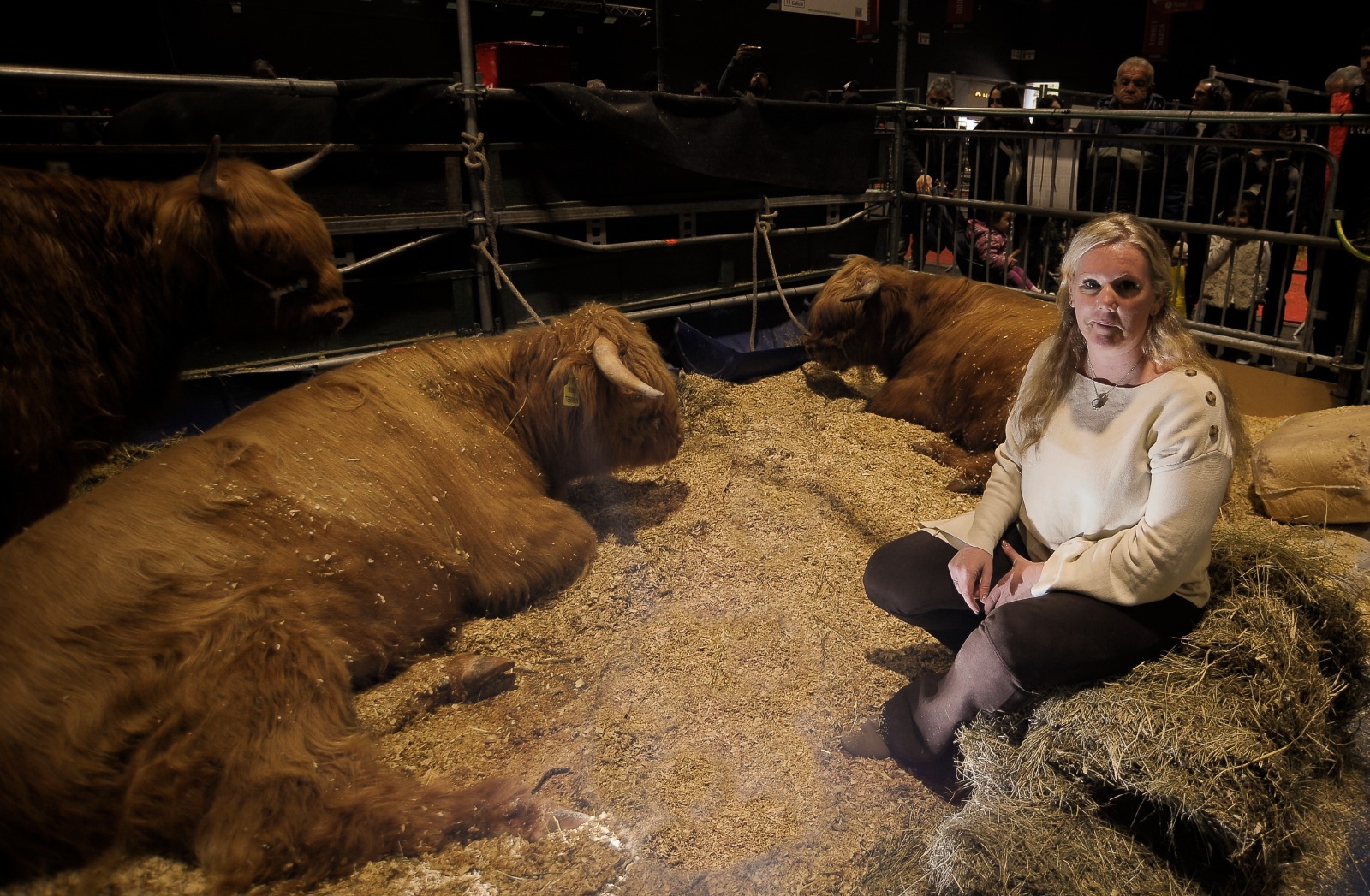West Highland: la única carne vacuna que consume la Corona Británica