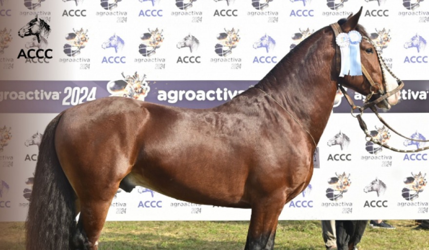 El Caballo Criollo recibirá la denominación Marca País