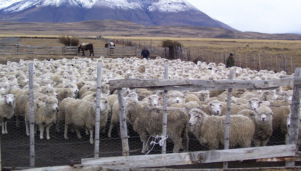 "La Patagonia necesita imperiosamente de la Ley Ovina"