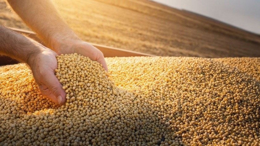 Eliminaron el RUCA para todos los productores que comercializan granos para consumo propio