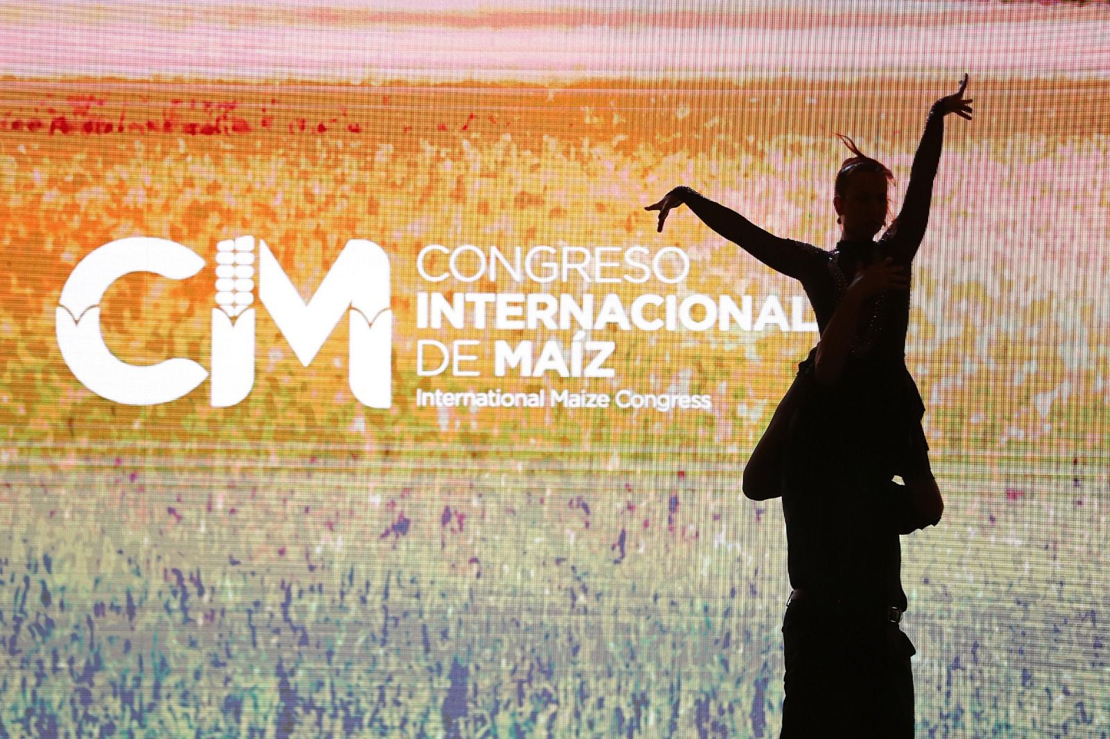 Monitoreo de los lotes: uno de los aspectos centrales que definirá el éxito del maíz en la próxima campaña ante la chicharrita