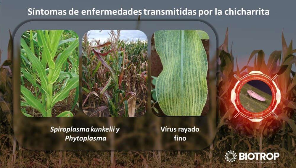 Un bioinsecticida de acción prolongada, abre un nuevo escenario para la campaña maicera