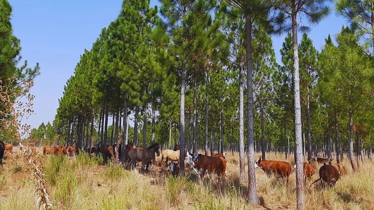 Piden la postergación del reglamento de deforestación de la Unión Europea