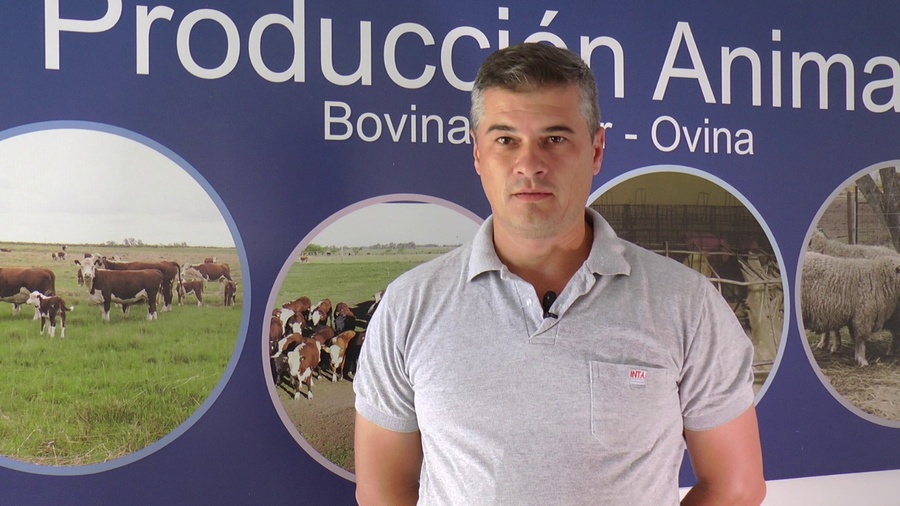 El feedlot ecológico se compara con el tradicional