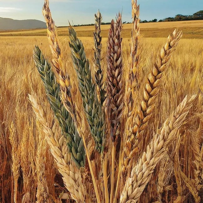 Los mapas de calidad de ALAP: herramienta clave para la producción agrícola
