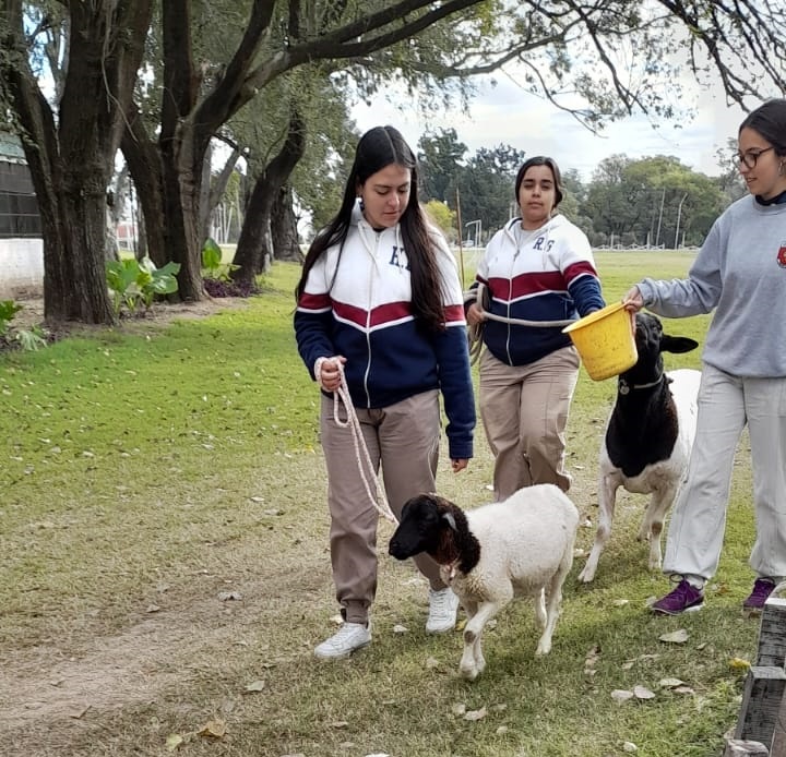 El IPEA 209 participará por primera vez en la Expo de Rio Cuarto, no solo exhibirá sus animales, sino que también lo hará en la junta de clasificación, donde sus ejemplares serán evaluados