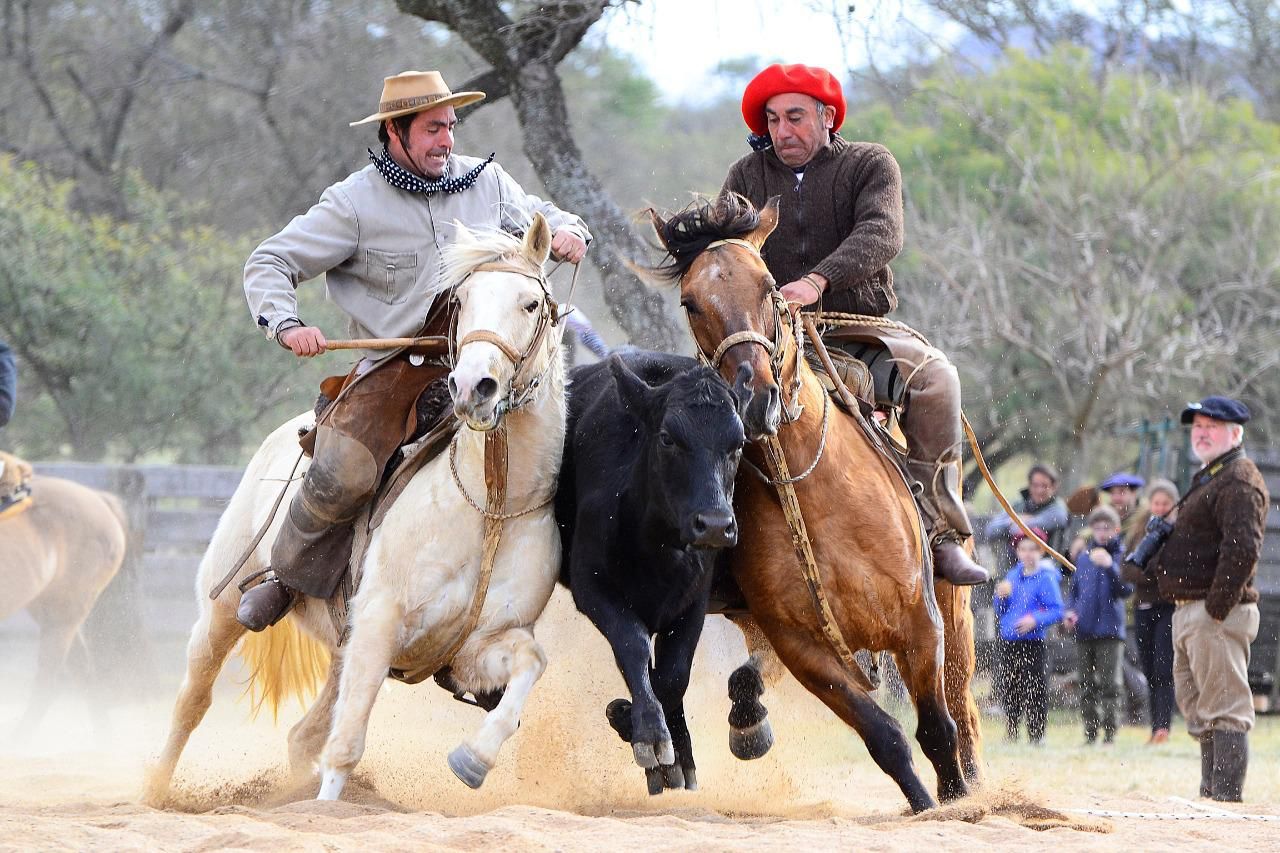 Los caballos criollos y una cita imperdible en la 77° Expo Rural de Jesús María
